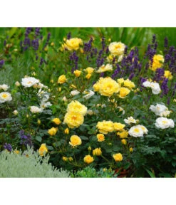 Rosen-Set Insektenfreundlich, 3-teilig 13 Rosen-Set Insektenfreundlich, 3-teilig -Gardena Store 7827108 WE MO 002 RosaRosenpaketBienenweideGelbWubaRosenTantau