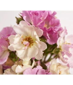 Ramblerrosen, Verschiedene Sorten