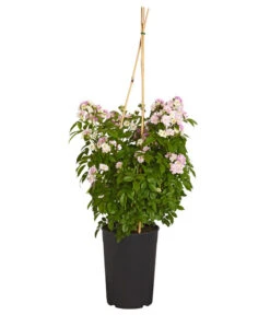 Ramblerrosen, Verschiedene Sorten -Gardena Store 7912652 WE FS 001 RamblerRoseDehnerExpressZS