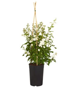 Ramblerrosen, Verschiedene Sorten -Gardena Store 7912652 WE FS 002 RamblerRoseDehnerExpressZS
