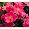 Bodendeckerrose 'Stadt Rom®' 2 Bodendeckerrose 'Stadt Rom®' -Gardena Store 7954191 BildD 001 BodendeckerroseStadtRomStadtRom