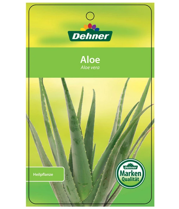Echte Aloe - Aloe Vera 5 Echte Aloe - Aloe Vera – Bild 3