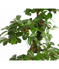 Bonsai Fukientee - Carmona Microphylla, 10 Jahre -Gardena Store 7977002 WE DE 001 BonsaiFukienteeCarmonaMicrophylla10JahreDehnerExpressHerzig2