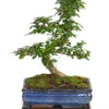 Bonsai Fukientee - Carmona Microphylla, 10 Jahre -Gardena Store 7977002 WE FS 001 BonsaiFukienteeCarmonaMicrophylla10JahreDehnerExpressHerzig2