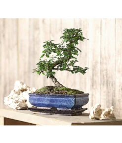 Bonsai Fukientee - Carmona Microphylla, 10 Jahre -Gardena Store 7977002 WE MO 001 BonsaiFukienteeCarmonaMicrophylla10JahreDehnerExpressHerzig