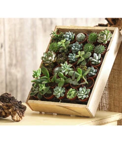 Mini Sukkulenten-Set, Verschiedene Sorten In Holzkiste, 30-teilig -Gardena Store 7977366 PR MO 001 MiniSukkulenten30erMixMitHolzkisteT3DehnerExpressHerzig