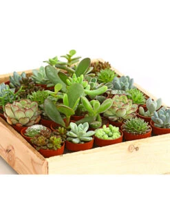 Mini Sukkulenten-Set, Verschiedene Sorten In Holzkiste, 30-teilig -Gardena Store 7977366 WE DE 001 MiniSukkulenten30erMixMitHolzkisteT3DehnerExpressHerzig