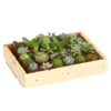 Mini Sukkulenten-Set, Verschiedene Sorten In Holzkiste, 30-teilig -Gardena Store 7977366 WE FS 001 MiniSukkulenten30erMixMitHolzkisteT3DehnerExpressHerzig