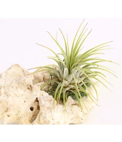 Tillandsien-Arrangement Auf Sansibar Rock - Tillandsia Hybride, 2-teilig -Gardena Store 7977614 WE DE 001 TIllandsienAufSansibarRockS1PflanzeDehnerExpressHerzig