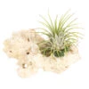 Tillandsien-Arrangement Auf Sansibar Rock - Tillandsia Hybride, 2-teilig 2 Tillandsien-Arrangement Auf Sansibar Rock - Tillandsia Hybride, 2-teilig -Gardena Store 7977614 WE FS 001 TIllandsienAufSansibarRockS1PflanzeDehnerExpressHerzig