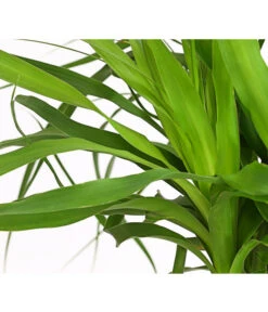 Elefantenfuß - Beaucarnea Recurvarta -Gardena Store 7977754 PR DE 001 BeaucarneaElefantenfussT20StreckeDehnerExpressHerzig