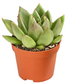 Echeverien-Set - Echeveria, Verschiedene Sorten -Gardena Store 7978117 PR FS 003 EcheverieSukkulenten6erSetT6DehnerExpressHerzig