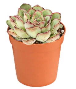 Echeverien-Set - Echeveria, Verschiedene Sorten -Gardena Store 7978117 PR FS 005 EcheverieSukkulenten6erSetT6DehnerExpressHerzig