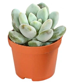 Echeverien-Set - Echeveria, Verschiedene Sorten -Gardena Store 7978117 PR FS 006 EcheverieSukkulenten6erSetT6DehnerExpressHerzig