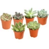 Echeverien-Set - Echeveria, Verschiedene Sorten 2 Echeverien-Set - Echeveria, Verschiedene Sorten -Gardena Store 7978117 PR FS Mix EcheverieSukkulenten6erSetT6DehnerExpressHerzig