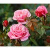Nostalgie®-Edelrose 'Wildberry®' -Gardena Store 7978299 PR DE 001 RoseWildberryTantau 1