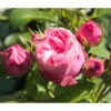 Noblesse® Spray-Rose 'Playful Rokoko®' 1 Noblesse® Spray-Rose 'Playful Rokoko®' -Gardena Store 7978380 PR DE 001 RosePlayfulRokokoTantau