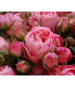 Noblesse® Spray-Rose 'Playful Rokoko®' -Gardena Store 7978380 PR DE 003 RosePlayfulRokokoTantau