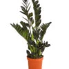 Glücksfeder - Zamioculcas 'Raven' -Gardena Store 7988314 PR FS 001 ZamioculcasRavenT17DehnerExpressHerzig