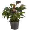 Flamingoblume - Anthurium Andreanum 'Black Karma' -Gardena Store 7988355 PR FS 001 AnthuriumandrBlackKarmaT12DehnerExpressHerzig