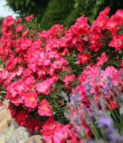 Bodendeckerrose 'Stadt Rom®' -Gardena Store 7988462 PR DE 001 BodendeckerroseStadtRomTantau