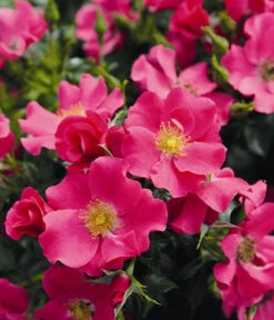 Bodendeckerrose 'Stadt Rom®' -Gardena Store 7988462 PR DE 002 BodendeckerroseStadtRomTantau