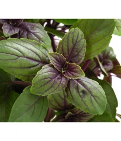 Dehner Gourmet Garten Strauchbasilikum 'Magic Blue' -Gardena Store 8001869 WE DE 001 GourmetGartenBasilikumMagicBlue