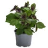 Dehner Gourmet Garten Strauchbasilikum 'Magic Blue' -Gardena Store 8001869 WE FS 001 GourmetGartenBasilikumMagicBlue