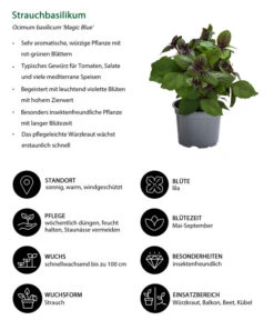 Dehner Gourmet Garten Strauchbasilikum 'Magic Blue' -Gardena Store 8001869 WE IG 001 Strauchbasilikum