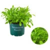 Bioland Rucola -Gardena Store 8002222 WE FS 001 BioRucola