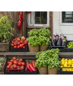 Ochsenherztomate 'Fleurette' 10 Ochsenherztomate 'Fleurette' -Gardena Store 8002578 WE MO 001 BellaItaliaTomatePaprikaBasilikum2021GC04 2