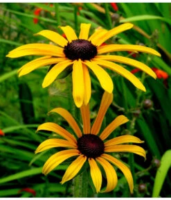 Sonnenhut 'Goldsturm' -Gardena Store 8010043 WE MO 001 SonnenhutGoldsturmRudbeckiaPixabay