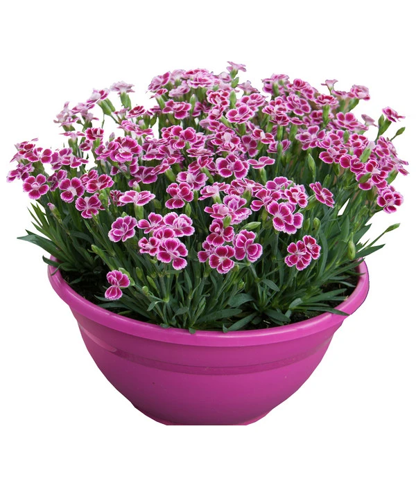Garten-Nelke 'Pink Kisses®', Schale 4 Garten-Nelke 'Pink Kisses®', Schale – Bild 2