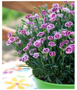 Garten-Nelke 'Pink Kisses®', Schale 10 Garten-Nelke 'Pink Kisses®', Schale -Gardena Store 8016297 WE MO 001 DianthusPinkKissesSchaleSelecta