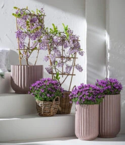 Schopf-Lavendel 13 Schopf-Lavendel -Gardena Store 8017014 7544026 WE MO 001 WisteriaBlauLavendel