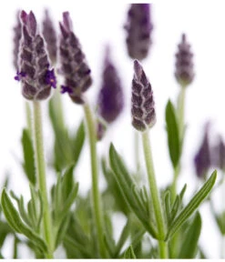 Schopf-Lavendel 19 Schopf-Lavendel -Gardena Store 8017014 WE DE 001 LavendelSchopflavendelLavandulaStoechasT13DehnerExpressZS