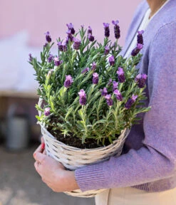 Schopf-Lavendel 17 Schopf-Lavendel -Gardena Store 8017014 WE MO 001 LavendelKorb