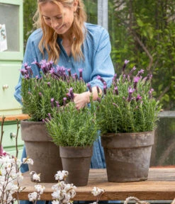 Schopf-Lavendel 16 Schopf-Lavendel -Gardena Store 8017014 WE MO 001 SchopfLavendelStoechas