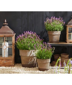 Schopf-Lavendel 14 Schopf-Lavendel -Gardena Store 8017014 WE MO 001 Schopflavendel