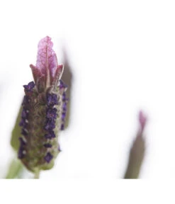 Schopf-Lavendel 18 Schopf-Lavendel -Gardena Store 8017089 PR DE 001 LavendelStoechasLavandulaStoechasT18DehnerExpressHerzig