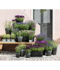 Lavendel 'Silver Sands' -Gardena Store 8022436 WE MO 001 LavendelDark 1