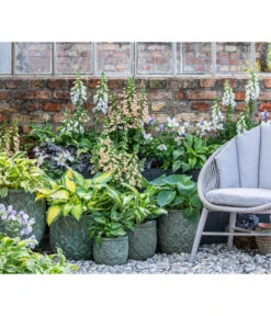 Weißrand-Funkie 'Patriot' -Gardena Store 8028466 WE MO 001 Anemone