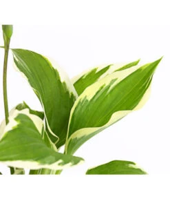 Weißrand-Funkie 'Patriot' -Gardena Store 8029241 PR DE 001 HostaFunkiePatriotDehnerExpressHerzig