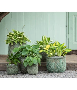 Weißrand-Funkie 'Patriot' -Gardena Store 8029373 8029241 8029522 8015836 8033854 8015760 WE MO 001 HostaPatriotSchattengarten