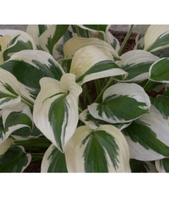 Weißrand-Funkie 'Patriot' -Gardena Store 8029522 PR DE 002 HostaPatriotAllgreen