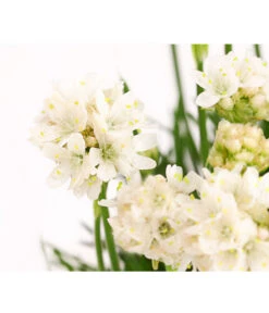 Grasnelke 5 Grasnelke -Gardena Store 8030439 PR DE 001 ArmeriaMaritimaWeissGrasnelkeT13DehnerExpressHerzig