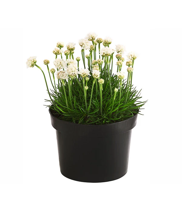 Grasnelke 3 Grasnelke