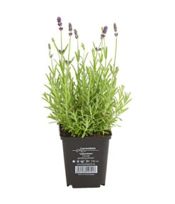 Lavendel 9 Lavendel -Gardena Store 8034126 PR FS 001 LavandulaAngustifoliaT9HidcoteLavendelDehnerExpressHerzig
