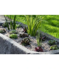 Dehner Kalmus 13 Dehner Kalmus -Gardena Store 8036899 WE MO 002 SempervivumCarexHauswurzGrasLucknerMai2015