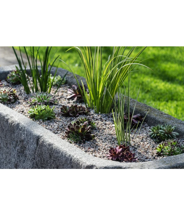 Dehner Kalmus 8 Dehner Kalmus – Bild 6